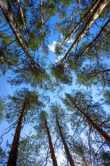 Fototapeta premium Tops of pine trees in the forest