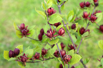 Beautiful flowering branches in the garden