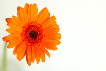 Orange gerbera close up, selective focus, white background, free copy space