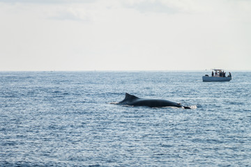 Fototapeta premium baleine à bosse à la réunion
