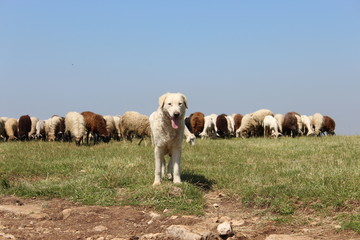 Obraz premium sheepdog with sheep