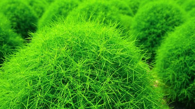 Green kochia field in Japan.