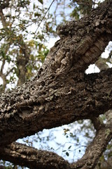 detail of branches of a cork tree