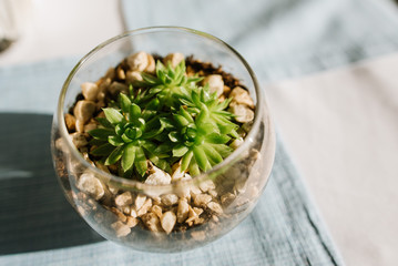 Glass pot with a little plant in
