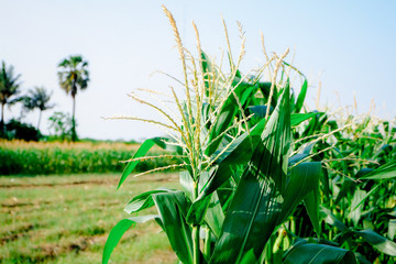 corn farm 