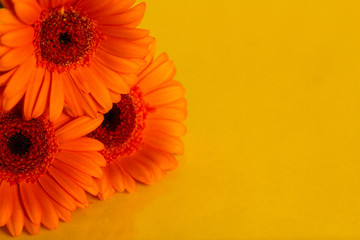 Gerbera background with free copy space, selective focus