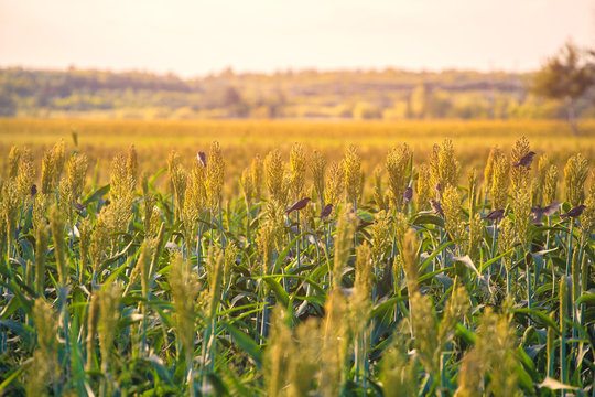 Bushes Cereal And Forage Sorghum Plant One Kind Of Mature And Grow On The Field In A Row In The Open Air. Harvesting.