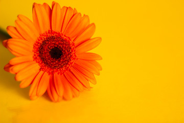 Single orange gerbera close up, selective focus, yellow background, free copy space
