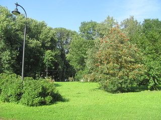 Lawn in summer park