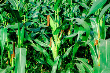 Obraz premium corn farm 