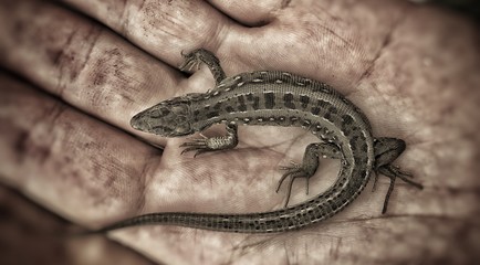 Lizard 