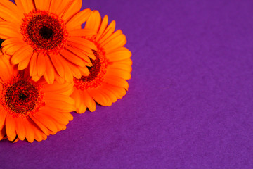 Group of gerbera flowers, purple background, selective focus, free copy space