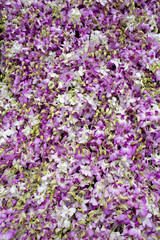 Obraz premium Purple orchid flower background