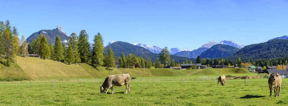 grasende Kühe auf einer Wiese bei Leutasch in Tirol