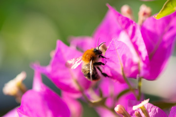 Biene auf Bougainvillea