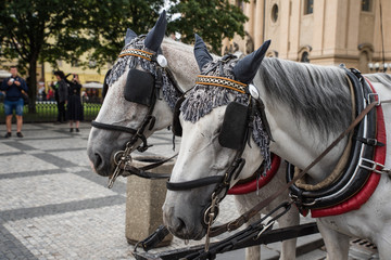 Pferdekutschen auf dem Altstädter Ring in Prag