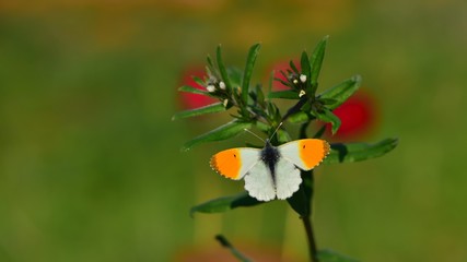 Fototapeta premium Anthocharis cardamines 406