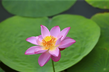 The lotus is in full bloom in the pond