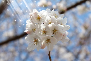 ソメイヨシノ　日本の桜