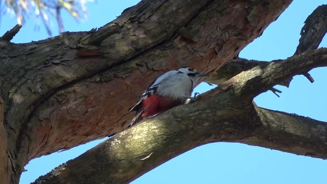 Great spotted woodpecker pan hull pine cone on tree 

