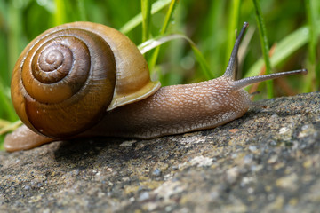 Profile of Snail Crawling on Tree