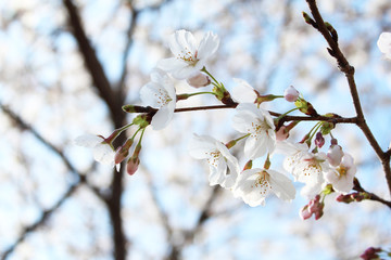 ソメイヨシノ　日本の桜