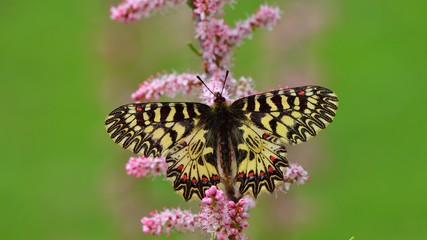 Zerynthia polyxena  402