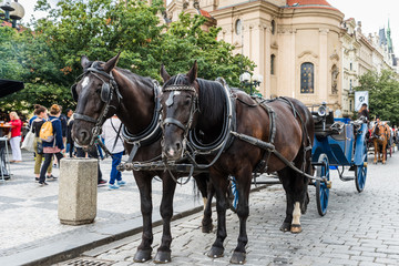 Fototapeta na wymiar Pferdekutschen auf dem Altstädter Ring in Prag