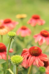 Beautiful coneflowers