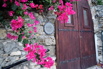 Fototapeta premium bougainvillea in Cyprus