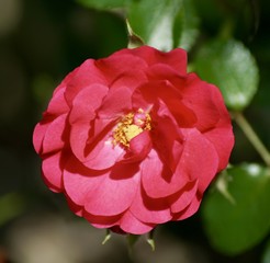 Blume 
