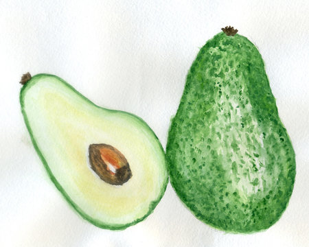 Avocado fruit watercolor