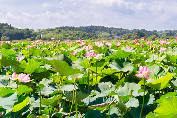 Wunderschöne blühende pinke Seerosen im riesigen See von Tohoku in Japan.