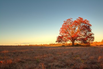 Lone Tree