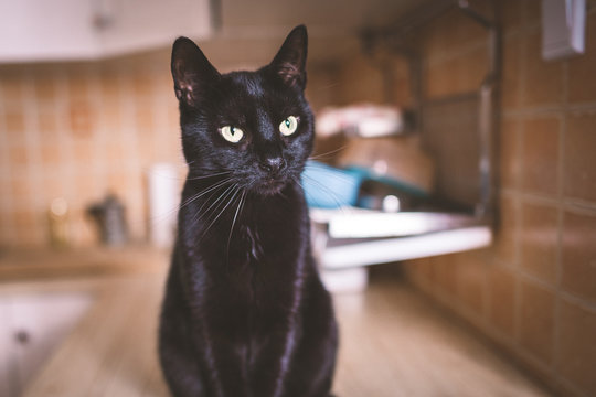 A black cat sitting on kitchen worktop and meowing