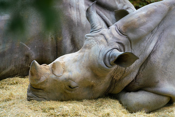 Fototapeta na wymiar White rhinoceros close up view of the head and two horns