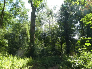 Woodland landscape