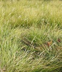 Ziergras.gras, feld, natur, green, pflanze, ackerbau, sommer, weizen, frühling, wiese, wachstum, ernte, getreide, bauernhof, auflösungszeichen, landschaft, ausserhalb, 