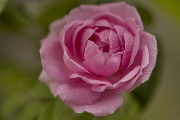 English rose flower blooming