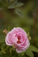 English rose flower blooming