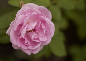 English rose flower blooming