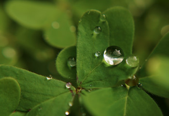 Drop of dew on green shamrock