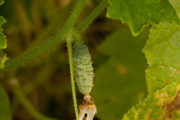 Inflorescence of cucumber growing in the garden.