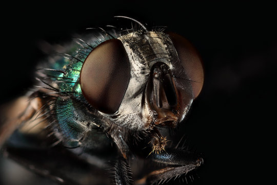 portrait mouche bleue  en focus stacking