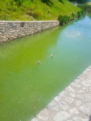 ducks in the canal of turia park italy
