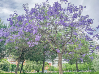 colorful purple flower tree in the park