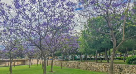 beautiful purple flower trees