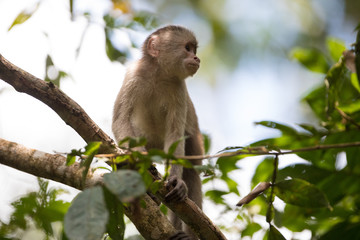 Naklejka na ściany i meble Cebinae Bonaparte o scimmia cappuccina nella foresta amazzonica ecuadoriana