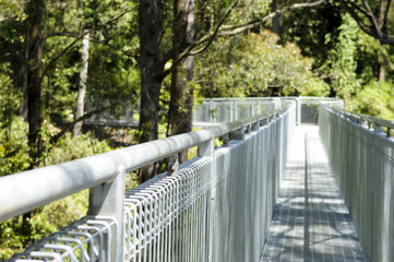 Illawarra Fly Treetop Walk
