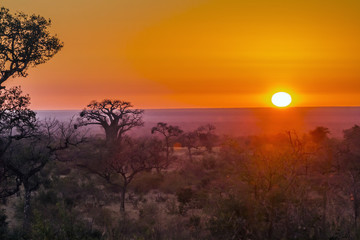 Baobab tree in sunrise landscape in Kruger National park, South Africa ; Specie Adansonia digitata family of Malvaceae - obrazy, fototapety, plakaty
